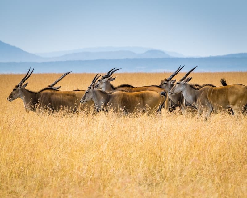 Ethiopia